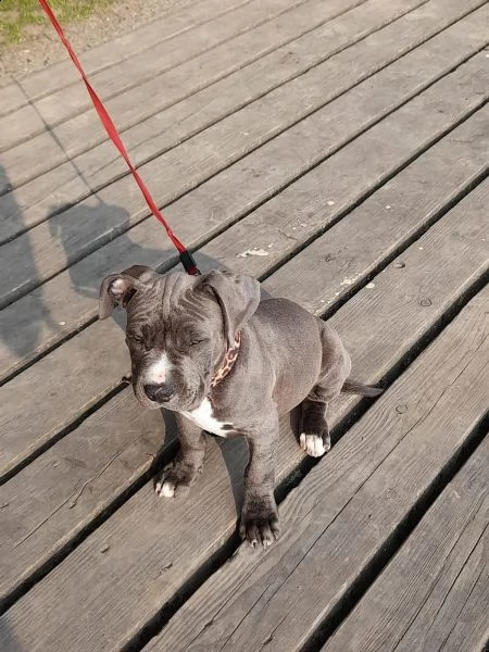 cucciolotti di labrador disponibili | Foto 0