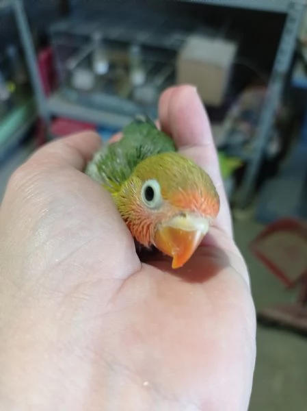 Fisher allevato a mano | Foto 0