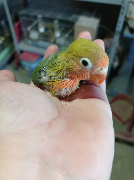 Fisher allevato a mano