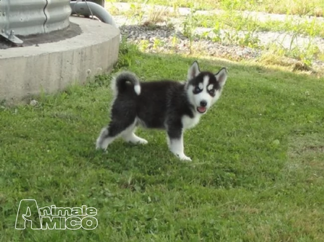 2 siberian husky occhi color ghiaccio stupendi | Foto 0