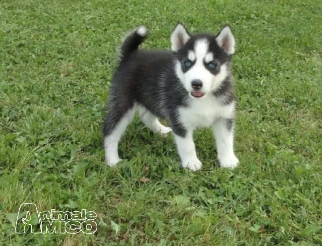 2 siberian husky occhi color ghiaccio stupendi