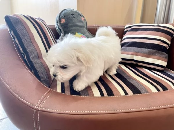 cuccioli di maltese maschi e femmine disponibili  | Foto 3