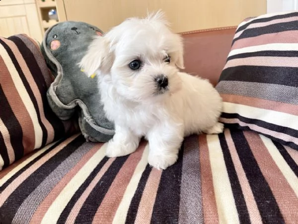 cuccioli di maltese maschi e femmine disponibili  | Foto 2