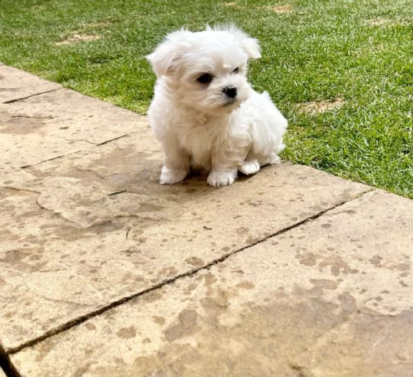 cuccioli di maltese maschi e femmine disponibili  | Foto 0