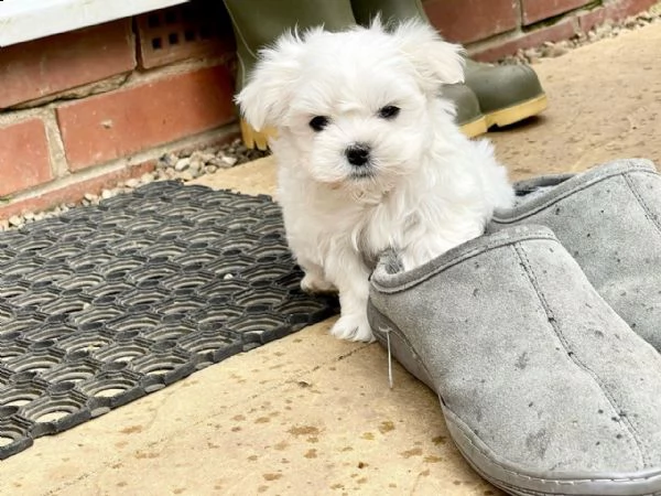 cuccioli di maltese maschi e femmine disponibili 