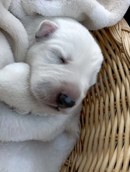 Cuccioli  | Foto 7
