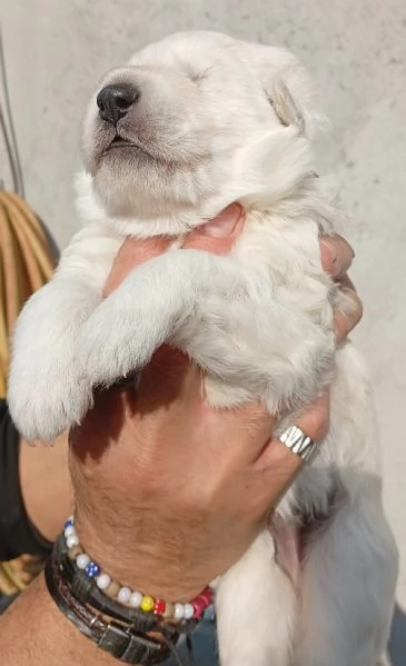 Cuccioli 