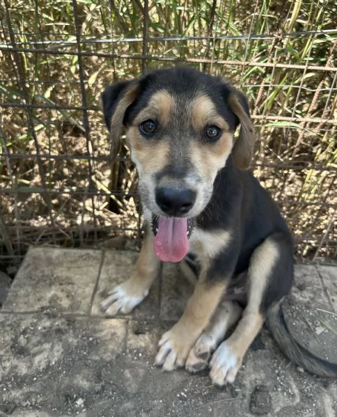 Tofu cerca casa  | Foto 1