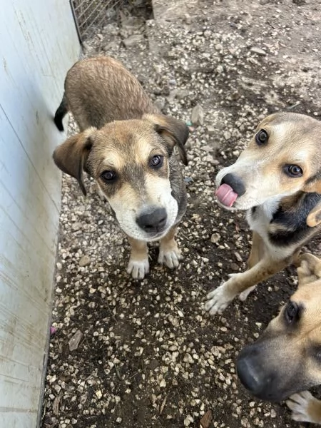 Budino cerca casa  | Foto 0