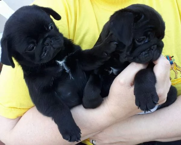 cuccioli di carlino maschio e femmina