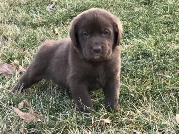  cuccioli labrador chocolate