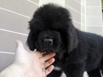  cucciolia di terranova alta genealogia 