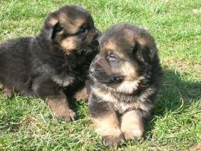 cuccioli di pastore tedesco