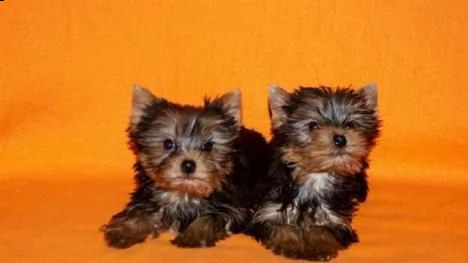 cuccioli di yorkshire terrier con pedigree