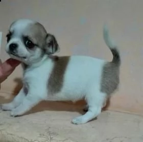 spettacolari cuccioli di chihuahua con pedigree