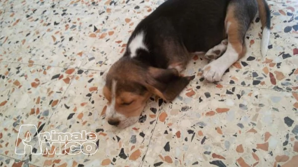 splendidi cuccioli di beagle