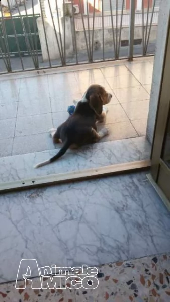 splendidi cuccioli di beagle | Foto 3