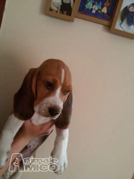splendidi cuccioli di beagle | Foto 1