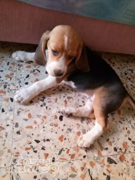 splendidi cuccioli di beagle | Foto 0
