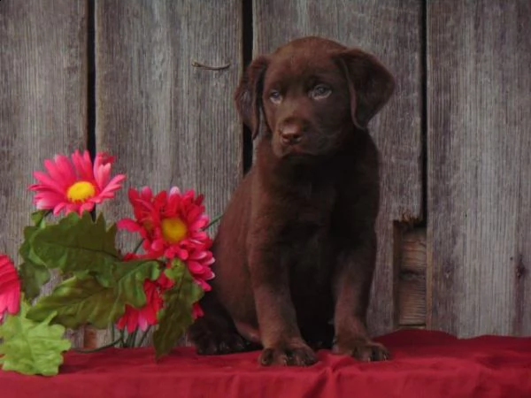 incredibili cuccioli di labrador retriever