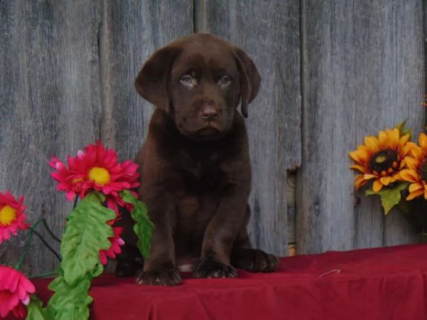 incredibili cuccioli di labrador retriever | Foto 0