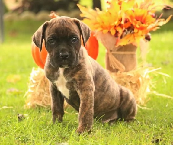 simpatici cuccioli di cane corso | Foto 4