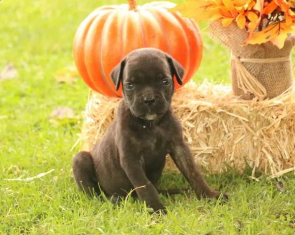 simpatici cuccioli di cane corso