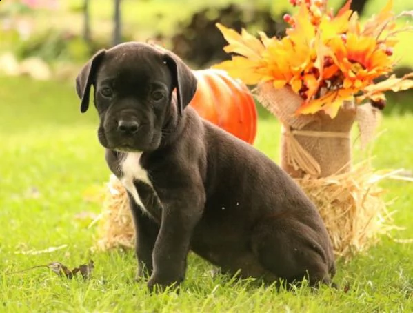simpatici cuccioli di cane corso | Foto 3