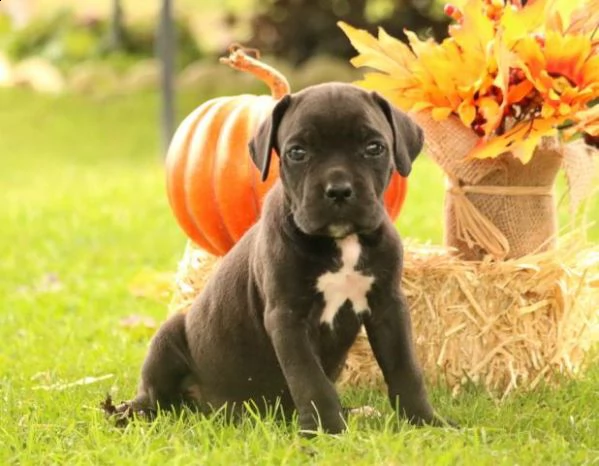 simpatici cuccioli di cane corso | Foto 2