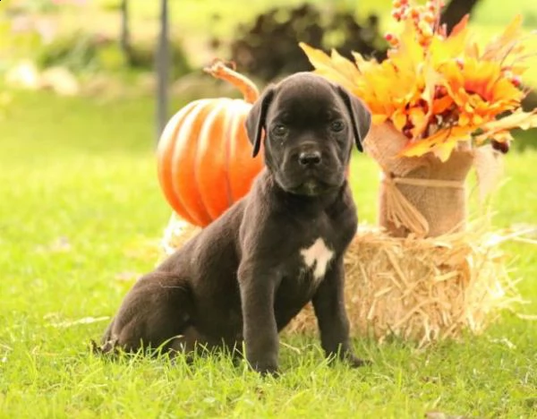 simpatici cuccioli di cane corso | Foto 1