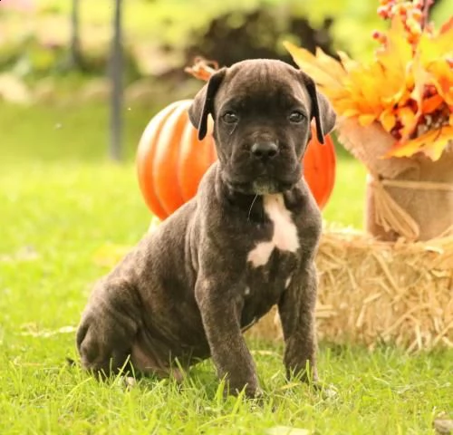 simpatici cuccioli di cane corso | Foto 0