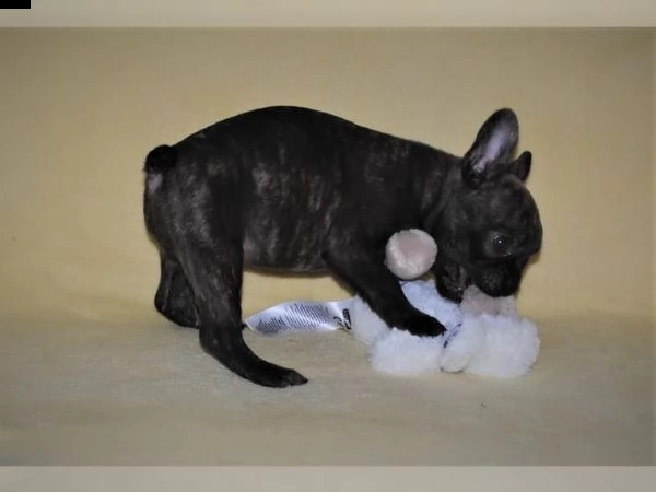 bulldog francese intelligente