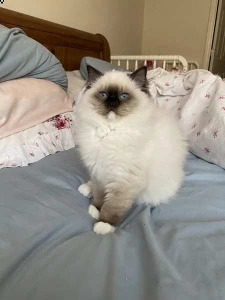 bellissimi gattini ragdoll registrati tica | Foto 2