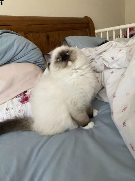 bellissimi gattini ragdoll registrati tica | Foto 1