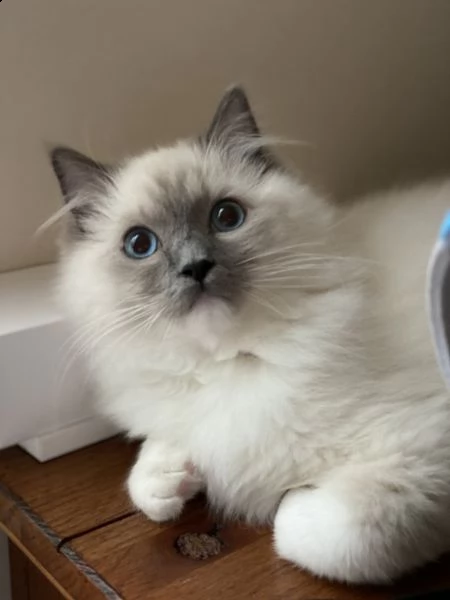 bellissimi gattini ragdoll registrati tica | Foto 0
