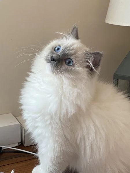 bellissimi gattini ragdoll registrati tica