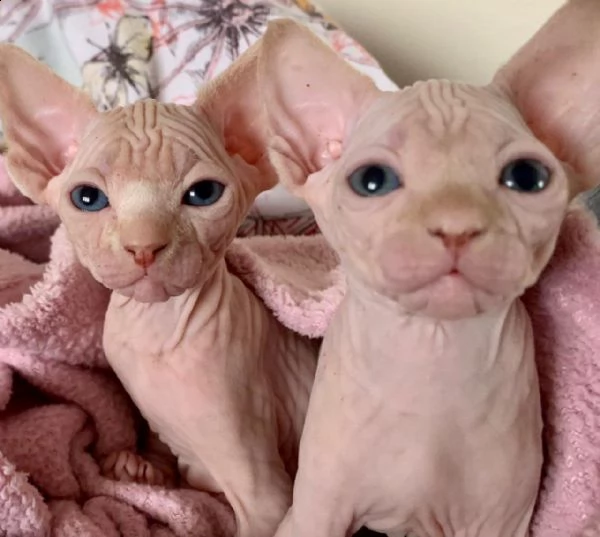 gattini sphynx tica registrati | Foto 2