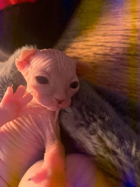 gattini sphynx tica registrati | Foto 1