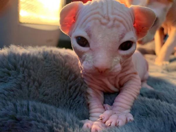 gattini sphynx tica registrati | Foto 0