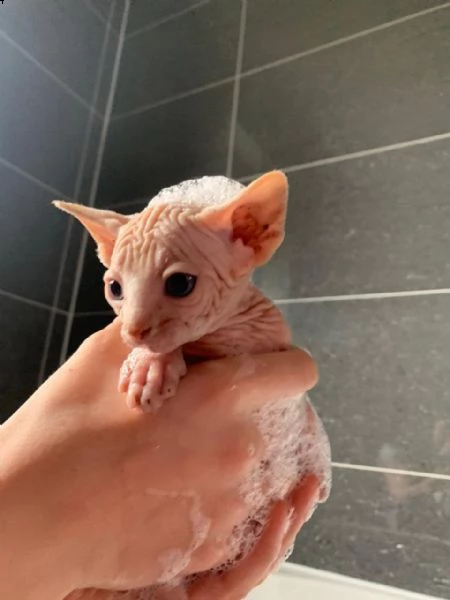 gattini sphynx tica registrati