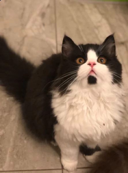 gattini estremamente coccolati registrati | Foto 2