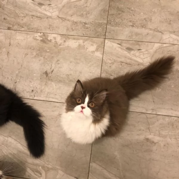 gattini estremamente coccolati registrati | Foto 1