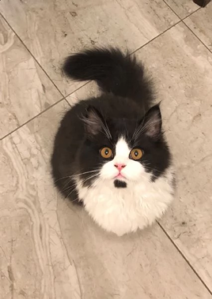 gattini estremamente coccolati registrati | Foto 0