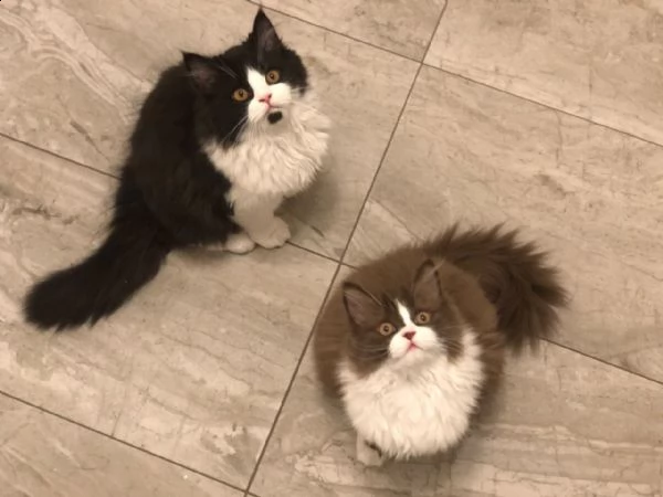 gattini estremamente coccolati registrati