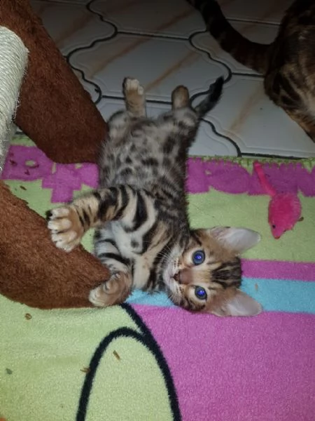 splendidi gattini del bengala | Foto 1