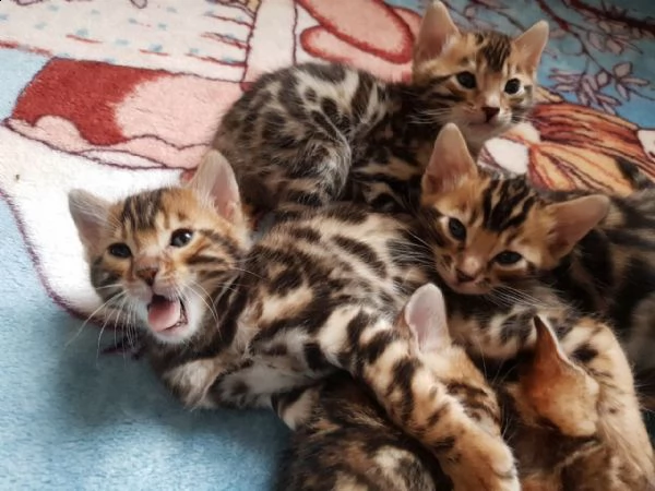 splendidi gattini del bengala | Foto 0