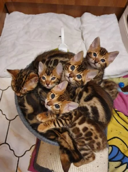 splendidi gattini del bengala