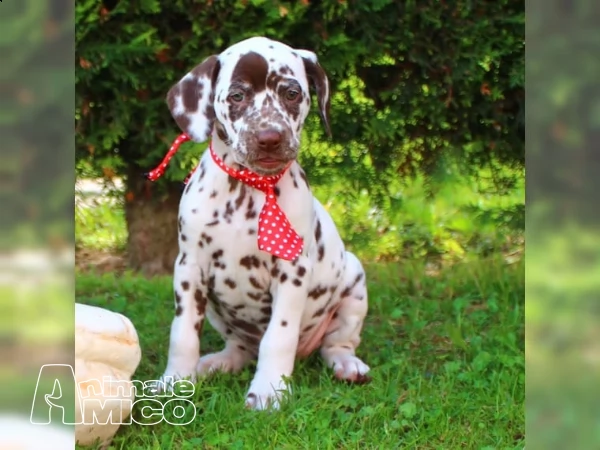 prestigiosi cuccioli dalmata di alta genealogia | Foto 0