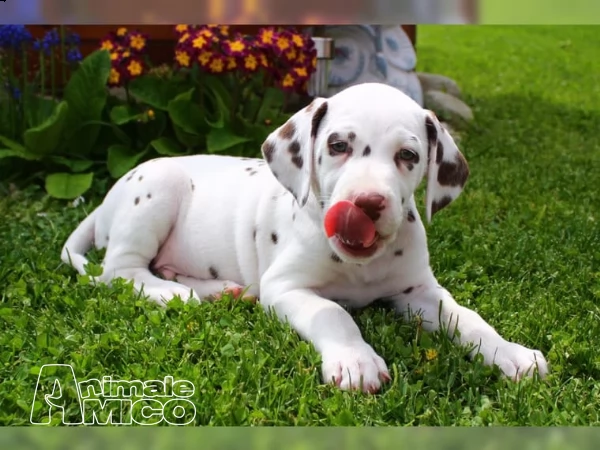 prestigiosi cuccioli dalmata di alta genealogia