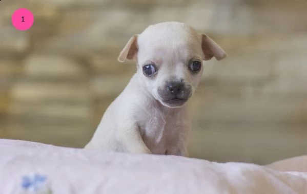 meravigliosi cuccioli di chihuahua | Foto 1